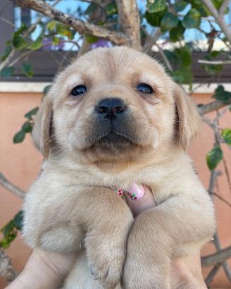 Cuccioli di Labrador retriever con Pedigree Enci
