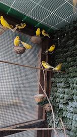 Canarini pronti per riproduzione