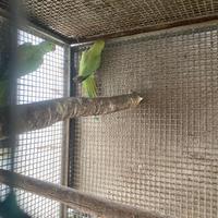 Parrocchetti dal collare