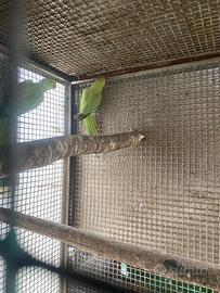 Parrocchetti dal collare