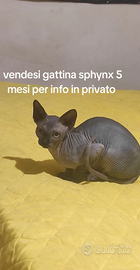 Gattina sphynx