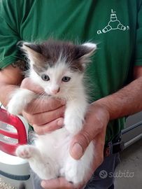 Splendidi gattini