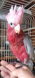 cacatua rosa