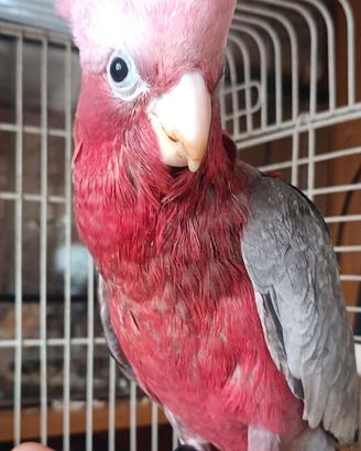 cacatua rosa