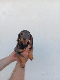Cuccioli di bassotto
