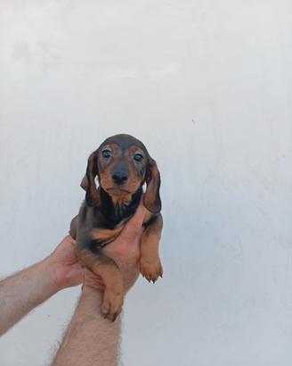Cuccioli di bassotto