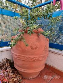Orcio in terracotta 