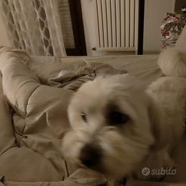 Maltese giocoso