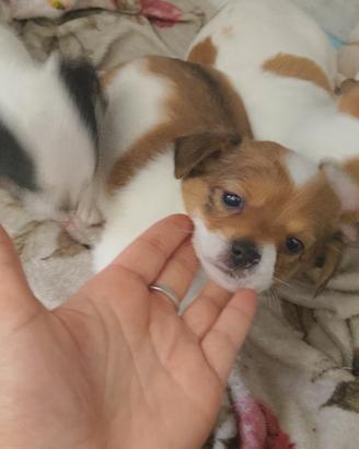 Chihuahua
