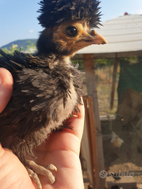 Pulcinotti Olandesini Ricci nani e Padovani nani