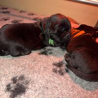 Cuccioli di labrador Retriever