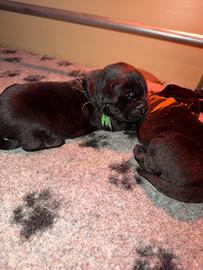 Cuccioli di labrador Retriever