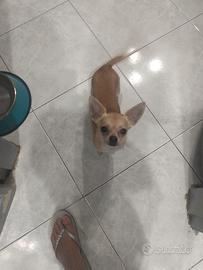 Cagnolino Chihuahua