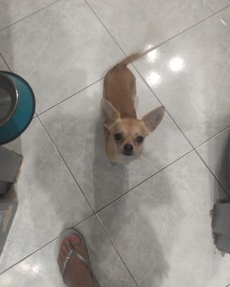 Cagnolino Chihuahua