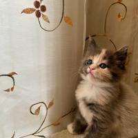 Cuccioli Maine Coon