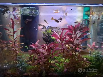 Guppy