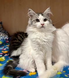 Cucciola di Maine Coon