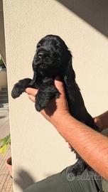 Cocker Spaniel Inglese 