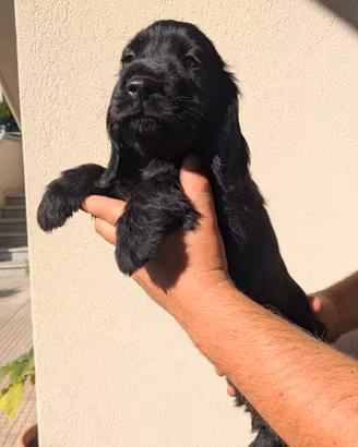 Cocker Spaniel Inglese 