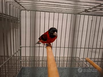 Cardinalini del venezuela