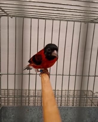 Cardinalini del venezuela