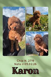 Barboncino nano con pedigree enci