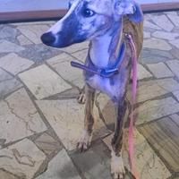 Cucciolo di whippet