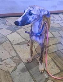 Cucciolo di whippet