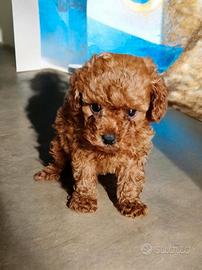 Barboncino Toy pedigree Enci