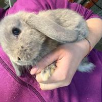 Coniglietti nani ariete