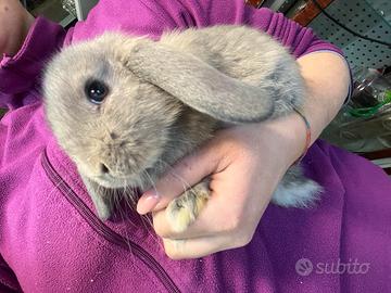 Coniglietti nani ariete