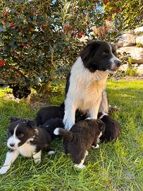 Cuccioli di border collie con pedigree