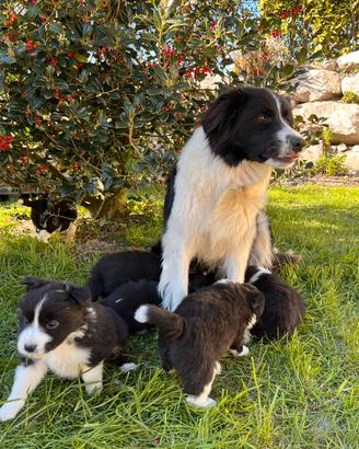 Cuccioli di border collie con pedigree