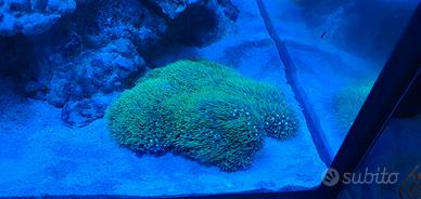 Coralli acquario marino