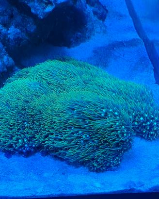 Coralli acquario marino