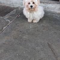 Maltese mini toy