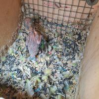 Pullo di inseparabile ancestrale