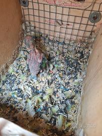 Pullo di inseparabile ancestrale