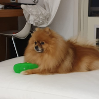 Pomerania/Spitz Tedesco Nano disponibile per monta