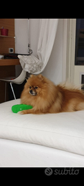 Pomerania/Spitz Tedesco Nano disponibile per monta