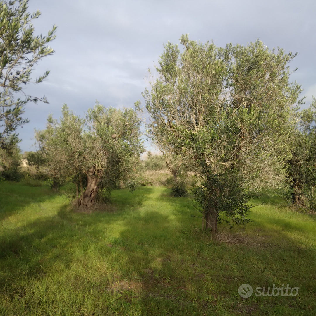 Terreno uliveto - Vista 3