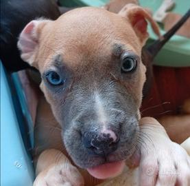 Cucciola American Pitbull terrier