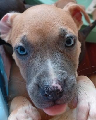Cucciola American Pitbull terrier
