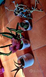 Set piante Aloe vera Cactus Stapelia Succulente. 