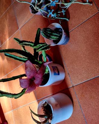 Set piante Aloe vera Cactus Stapelia Succulente. 