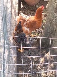 Galline