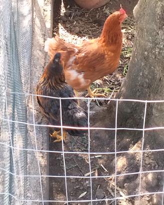 Galline