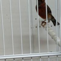 Canarini pronti