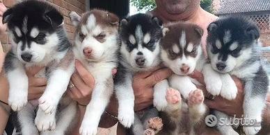 Cuccioli di Siberian Husky con pedigree ENCI