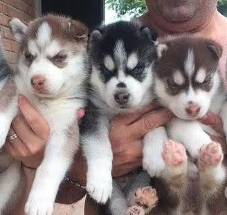 Cuccioli di Siberian Husky con pedigree ENCI